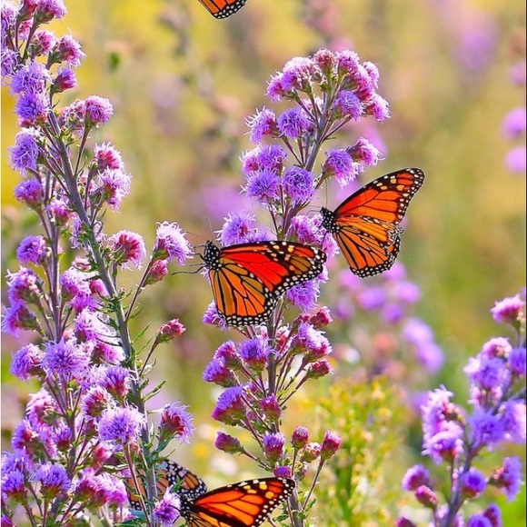 Meet your Posher, Maria - Picture 2 of 2